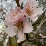Prunus amygdalus Blomst
