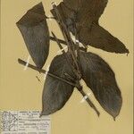 Ischnosiphon puberulus Hoja