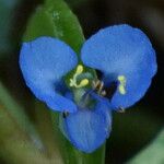 Commelina diffusa 花