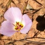 Calochortus flexuosus Blodyn