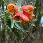 Bomarea glaucescens Flower