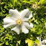 Rosa laevigata 花