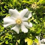 Rosa laevigata Λουλούδι