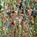 Juncus alpinoarticulatus Folha