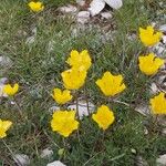 Ranunculus demissus 花