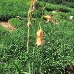 Gladiolus dalenii Virág