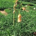 Gladiolus dalenii Blüte