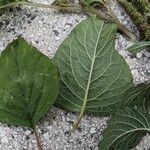 Amaranthus blitum Folha