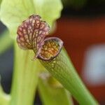 Sarracenia flava Blomst