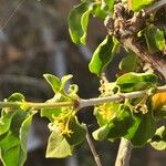 Pyrostria phyllanthoidea Blüte