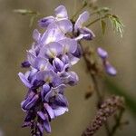 Wisteria sinensisFlower