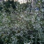 Elaeagnus commutata Характер