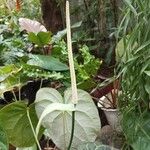 Anthurium clarinervium Çiçek