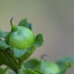 Dasistoma macrophylla Fruit