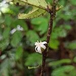 Tricalysia vadensis Flower