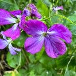 Matthiola longipetalaFlor