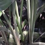 Strelitzia nicolai Corteza