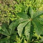 Ricinus communisLeaf