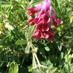 Vicia benghalensis Folha