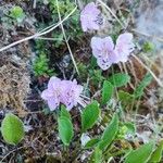 Rhodothamnus chamaecistus Floro