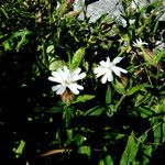 Silene cordifolia Floare