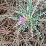 Atractylis humilis Flower