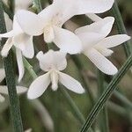 Retama monosperma Flower