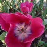 Tulipa montisandrei Blüte