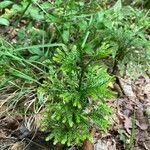 Lycopodium dendroideum Foglia