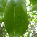Chrysobalanus icaco Feuille