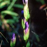 Gentianopsis crinita Blüte