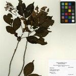 Trichilia micropetala Máis