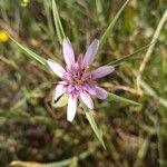 Geropogon hybridus Çiçek
