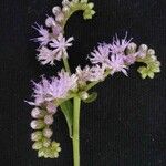 Cyrtocymura scorpioides Květ