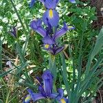 Iris latifolia Blüte