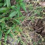 Persicaria punctata Bark