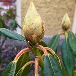 Rhododendron augustinii Otro