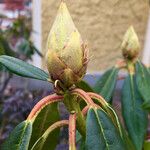 Rhododendron augustinii Other