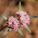 Chorizanthe membranacea Flower