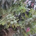 Platycladus orientalisFruit