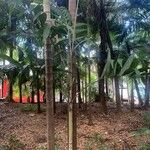 Adonidia merrillii पत्ता