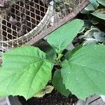 Solanum sessiliflorum 葉