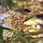 Baccharis salicifolia Blüte