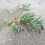 Polygonum maritimumLeaf