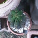 Echinopsis lageniformis Hoja