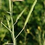 Brassica fruticulosa Fruto