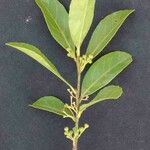 Ilex affinis Leaf