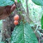 Cordia nodosa Plod