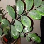 Zamioculcas zamiifolia叶