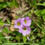 Oxalis latifoliaBlodyn